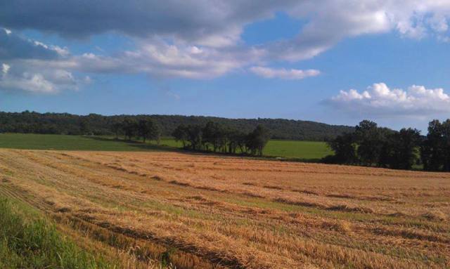 Gauker Farms photo 4